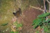 veveruka - asi 1324. kterou v Americe vidme