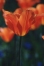 washington d.c. - tulipan